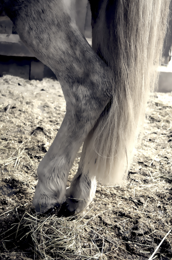 lymphangite cheval